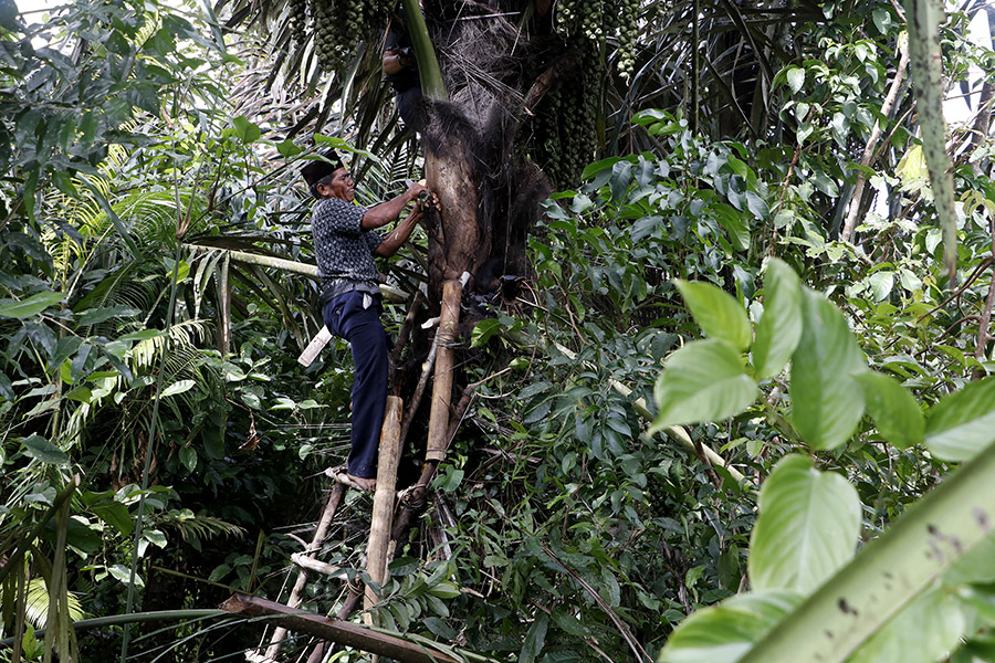 Detail Gambar Pohon Kolang Kaling Nomer 36