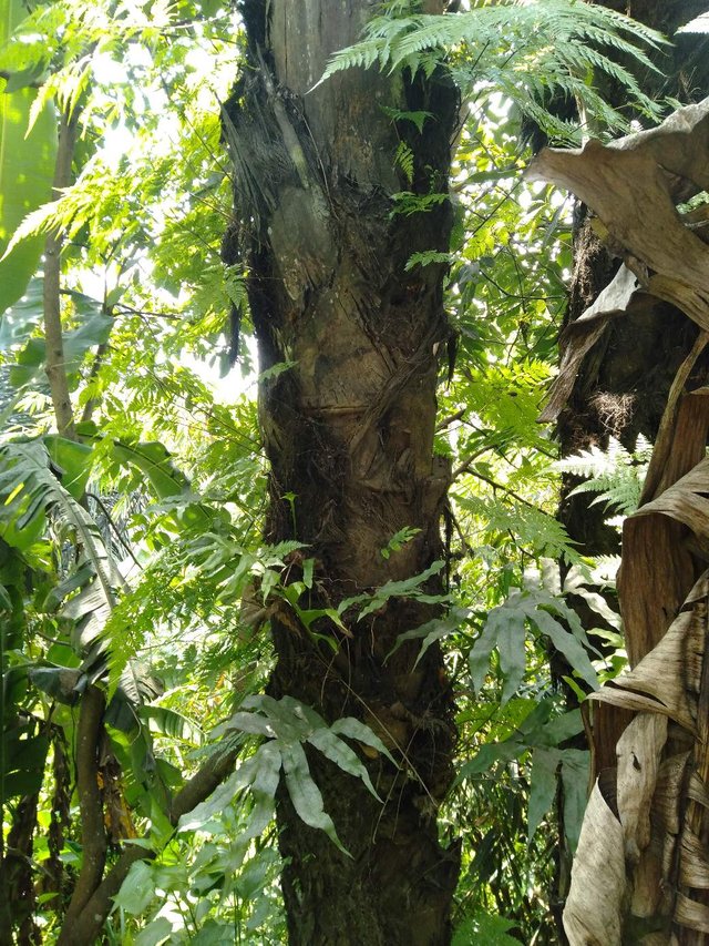 Detail Gambar Pohon Kolang Kaling Nomer 37