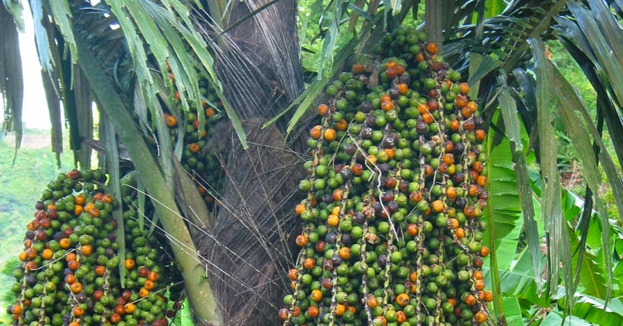 Detail Gambar Pohon Kolang Kaling Nomer 40