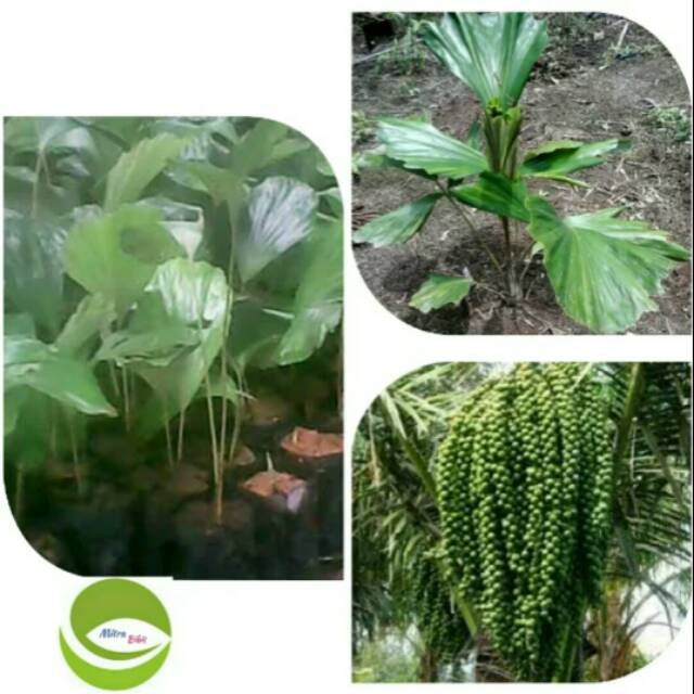 Detail Gambar Pohon Kolang Kaling Nomer 42