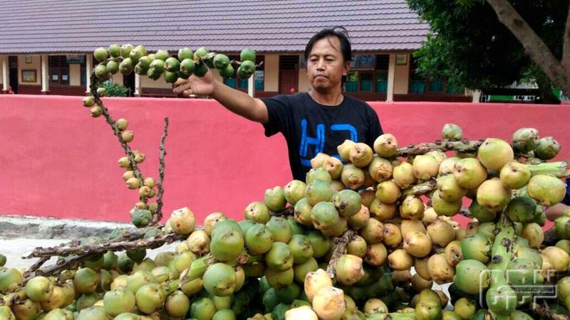 Detail Gambar Pohon Kolang Kaling Nomer 47