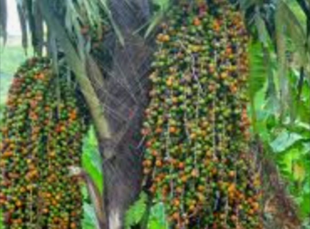 Detail Gambar Pohon Kolang Kaling Nomer 7