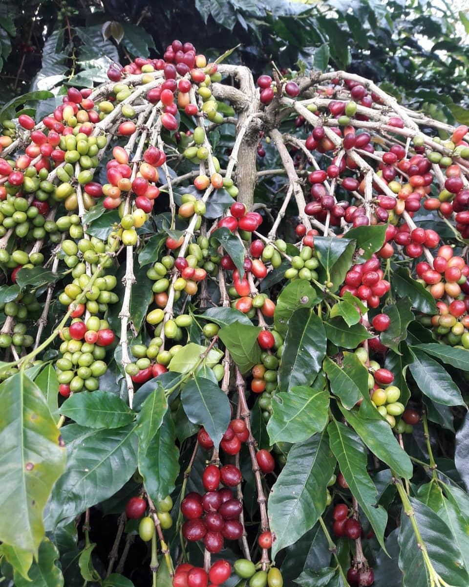 Detail Gambar Pohon Kopi Arabika Gambar Pohon Kopi Arabika Dan Robusta Nomer 13