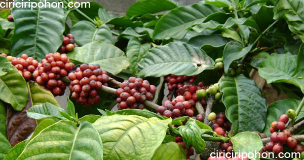 Detail Gambar Pohon Kopi Arabika Gambar Pohon Kopi Arabika Dan Robusta Nomer 19