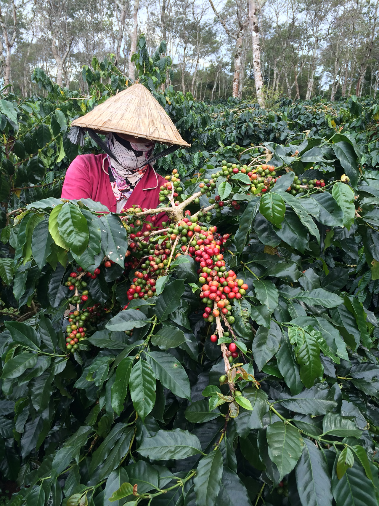 Detail Gambar Pohon Kopi Arabika Gambar Pohon Kopi Arabika Dan Robusta Nomer 5