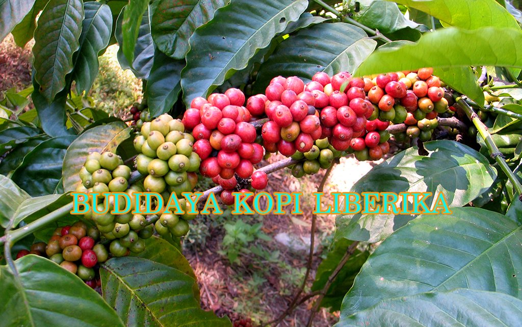 Download Gambar Pohon Kopi Liberika Nomer 20