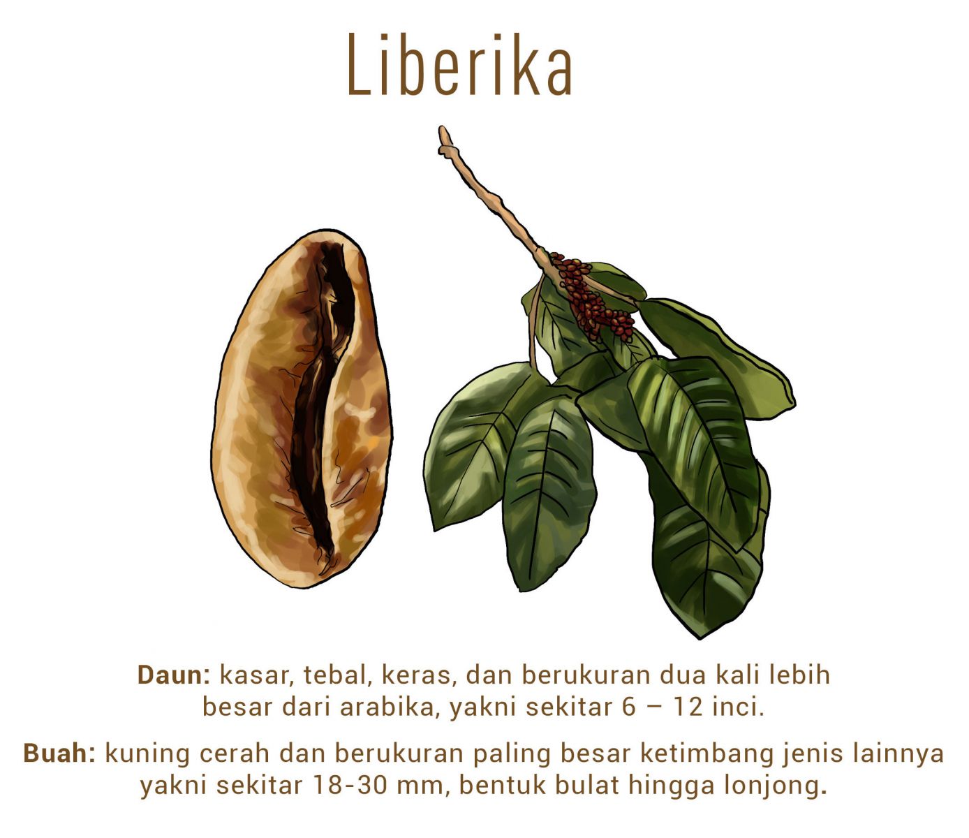 Detail Gambar Pohon Kopi Liberika Nomer 25