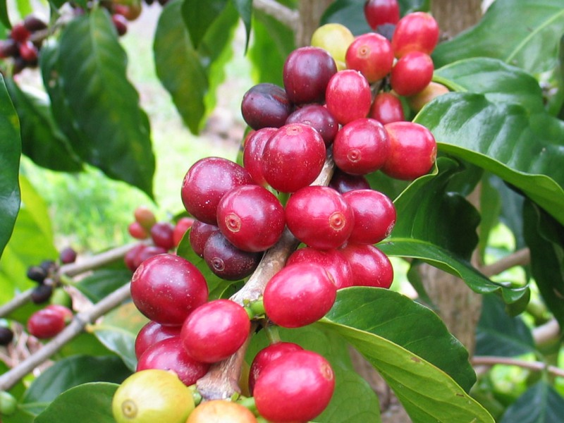 Detail Gambar Pohon Kopi Robusta Nomer 15