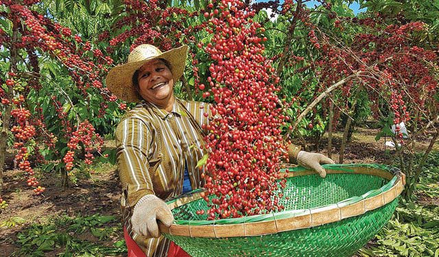 Detail Gambar Pohon Kopi Robusta Nomer 32