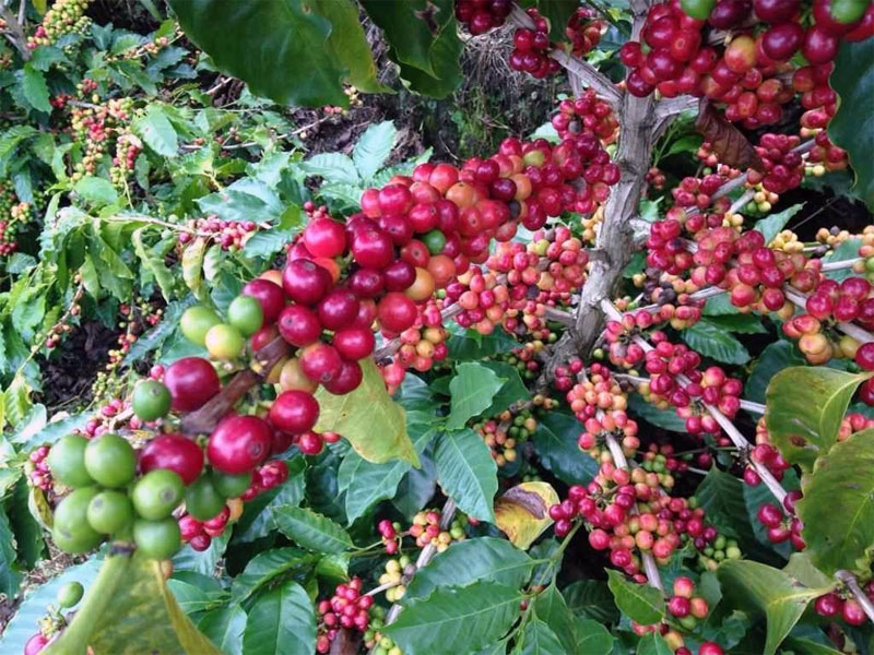 Download Gambar Pohon Kopi Robusta Nomer 37