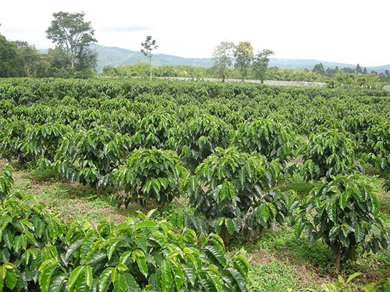 Download Gambar Pohon Kopi Robusta Nomer 50