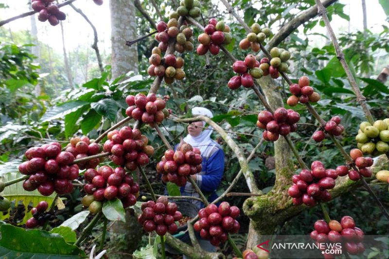 Detail Gambar Pohon Kopi Robusta Nomer 51