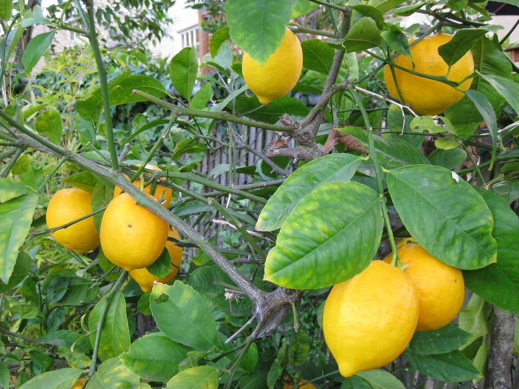 Detail Gambar Pohon Lemon Nomer 13