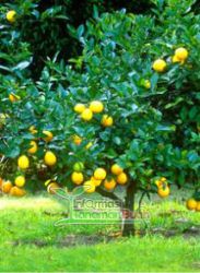 Detail Gambar Pohon Lemon Nomer 17