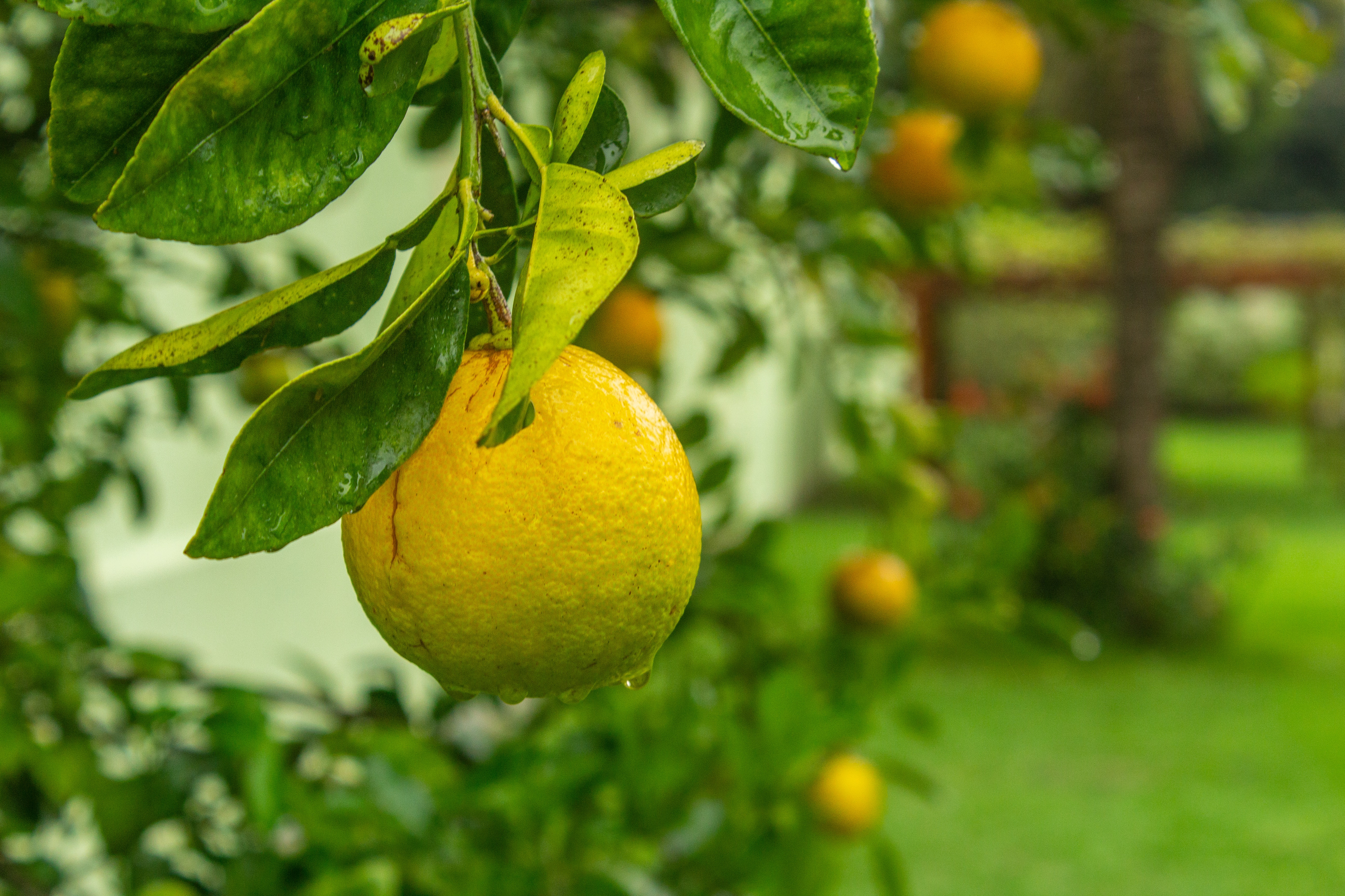 Detail Gambar Pohon Lemon Nomer 19