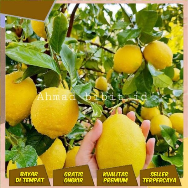 Detail Gambar Pohon Lemon Nomer 20