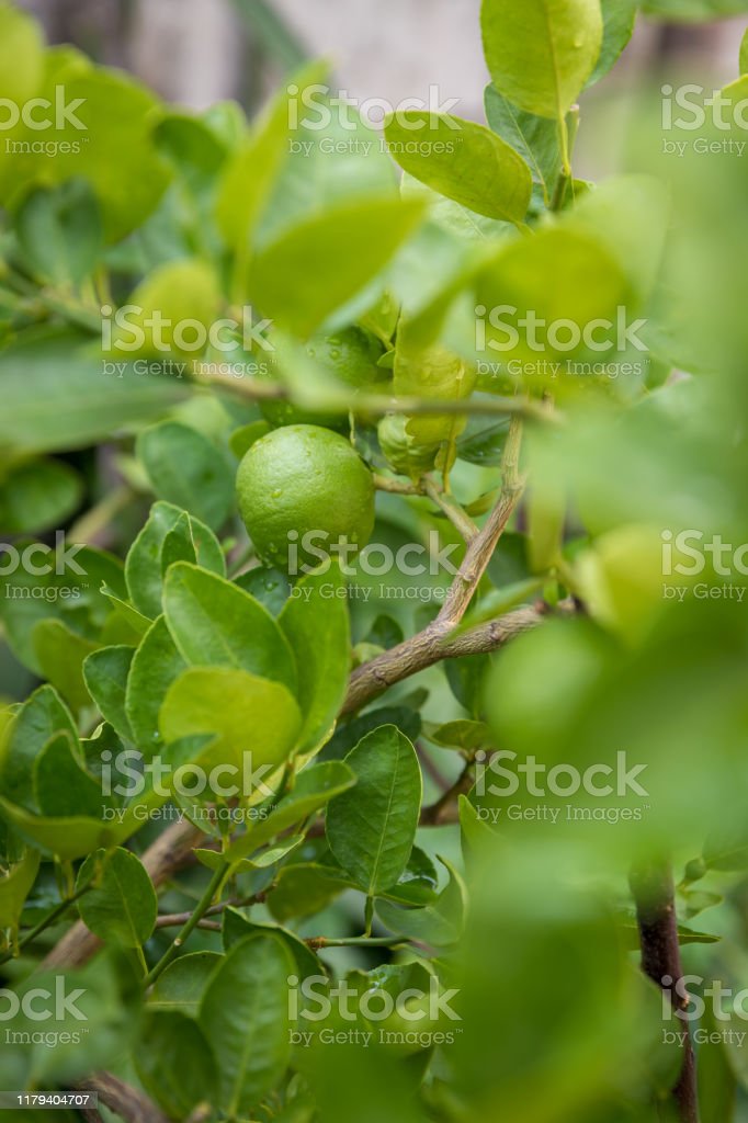 Detail Gambar Pohon Lemon Nomer 34