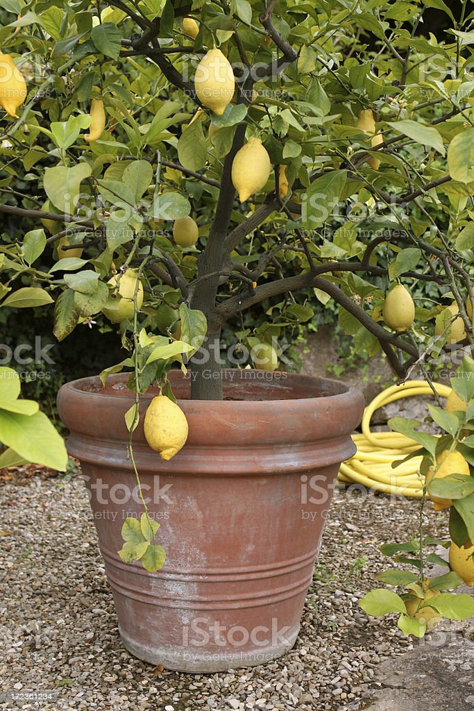 Detail Gambar Pohon Lemon Nomer 36