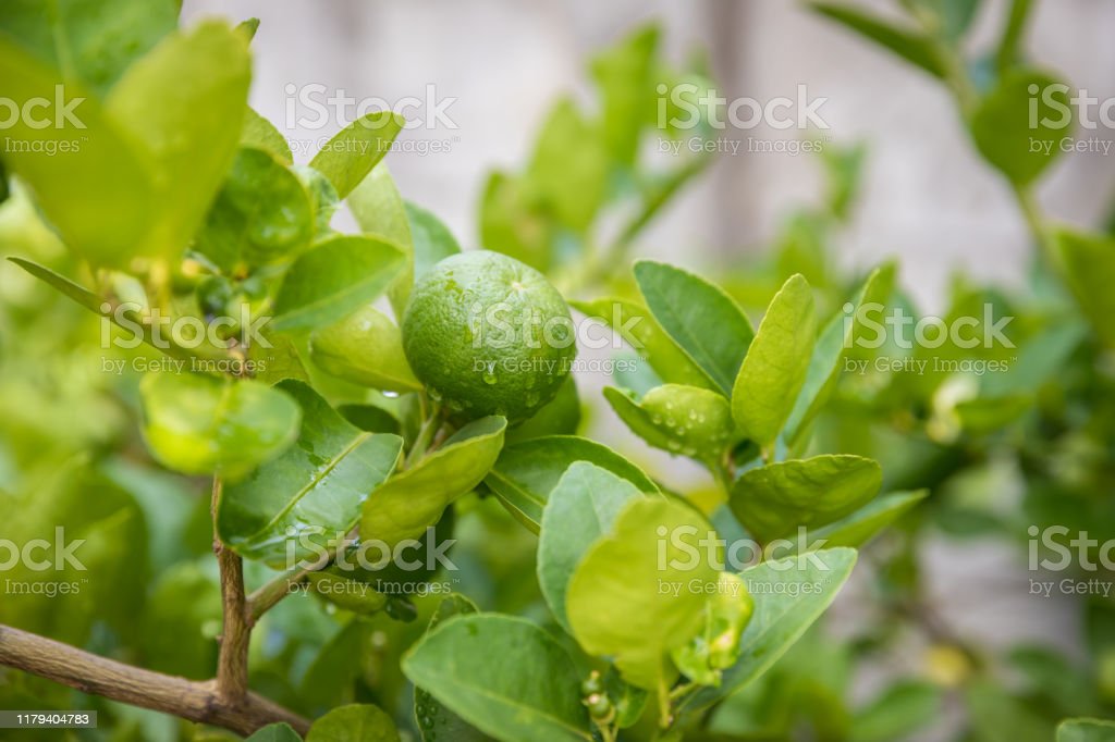 Detail Gambar Pohon Lemon Nomer 44