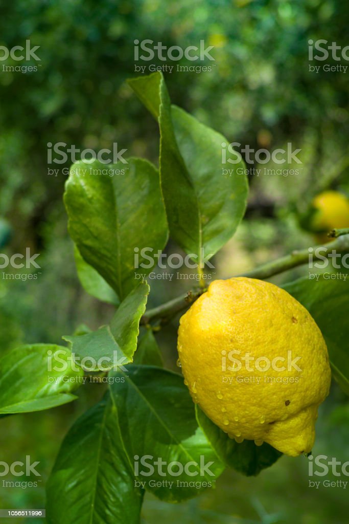 Detail Gambar Pohon Lemon Nomer 45