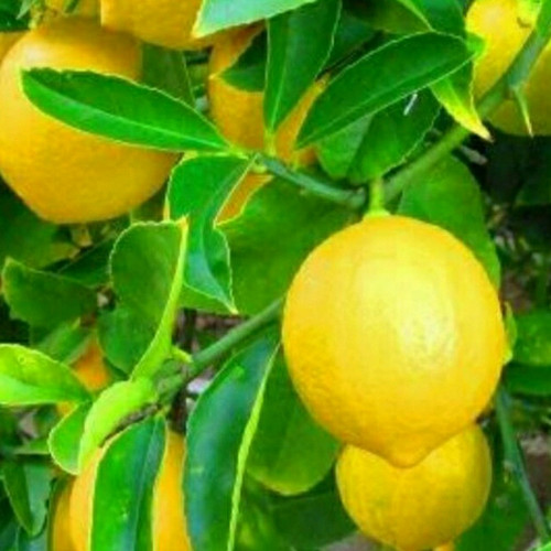 Detail Gambar Pohon Lemon Nomer 8