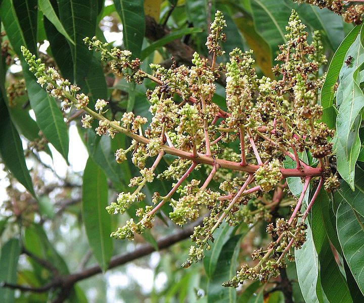 Gambar Pohon Mangga Yang Berbunga - KibrisPDR