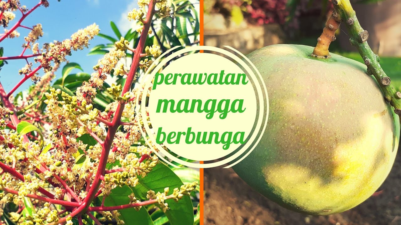 Detail Gambar Pohon Mangga Yang Berbunga Nomer 33