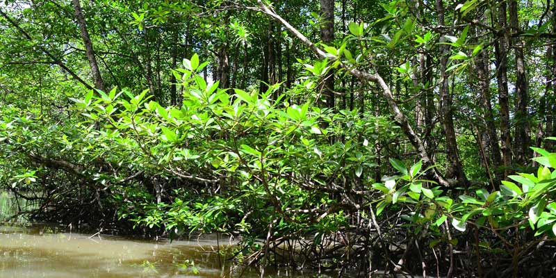 Detail Gambar Pohon Mangrove Nomer 12