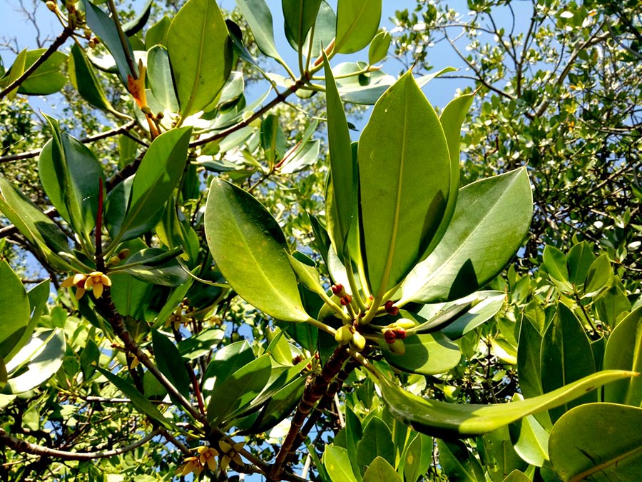 Detail Gambar Pohon Mangrove Nomer 29