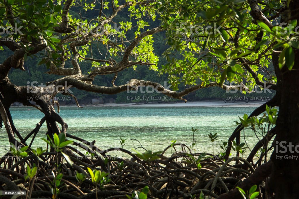 Detail Gambar Pohon Mangrove Nomer 40