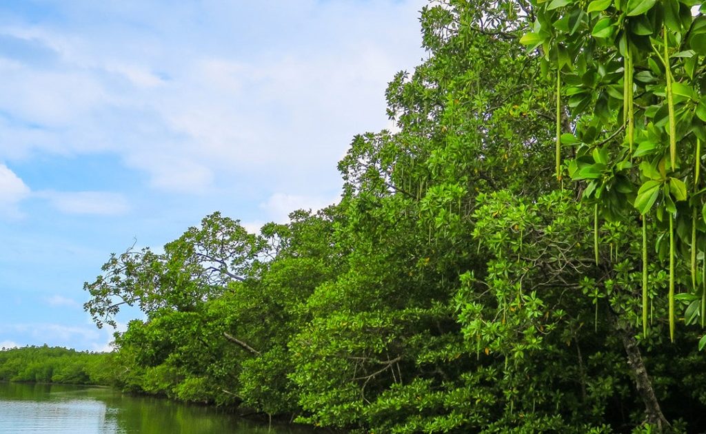 Detail Gambar Pohon Mangrove Nomer 45