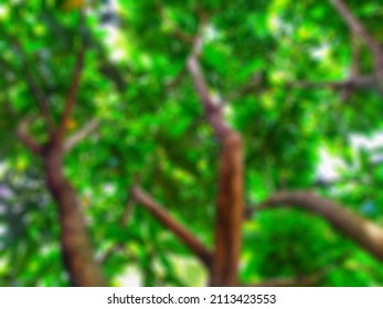 Detail Gambar Pohon Mannga Nomer 46