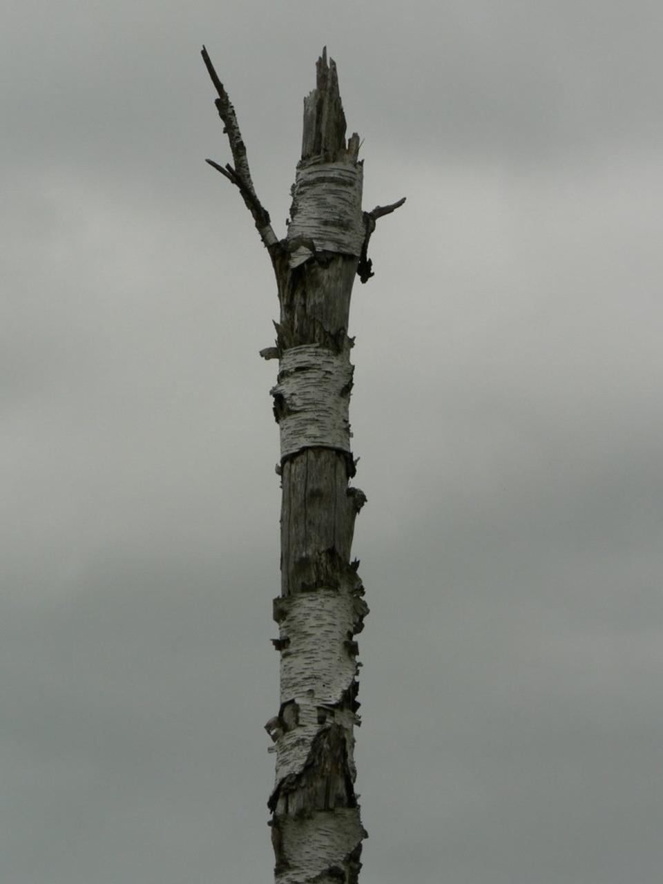 Detail Gambar Pohon Mati Nomer 38
