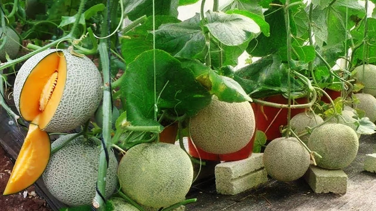 Detail Gambar Pohon Melon Nomer 11