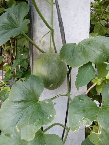 Detail Gambar Pohon Melon Nomer 4