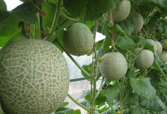 Detail Gambar Pohon Melon Nomer 36