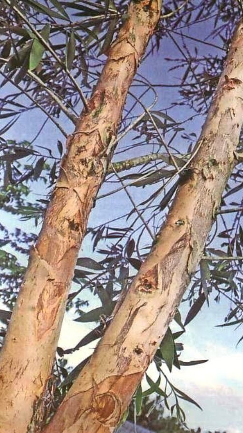 Detail Gambar Pohon Minyak Kayu Putih Nomer 21