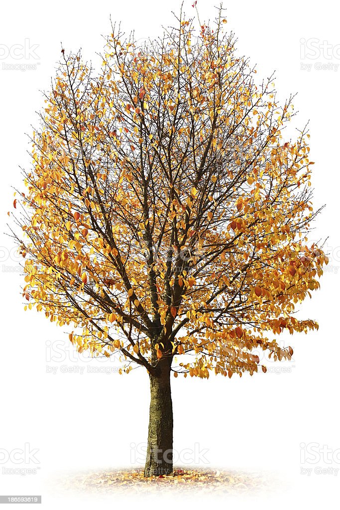Gambar Pohon Musim Gugur - KibrisPDR