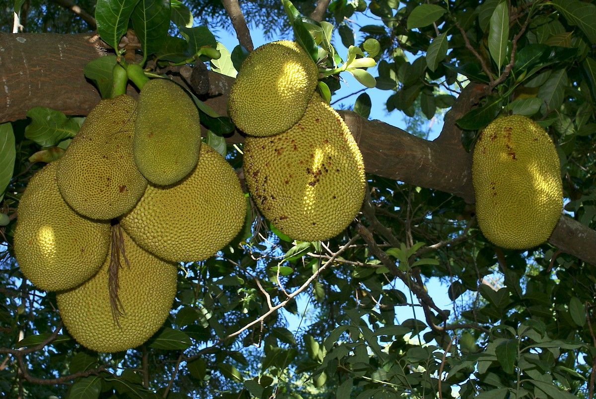 Detail Gambar Pohon Nangka Nomer 21