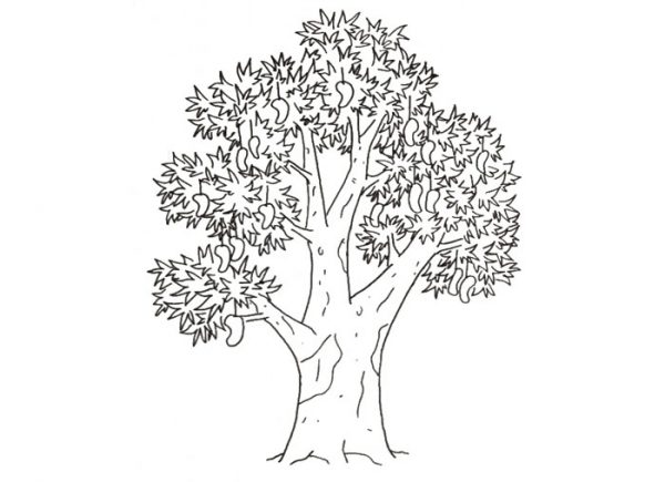 Detail Gambar Pohon Nangka Psikotes Nomer 16