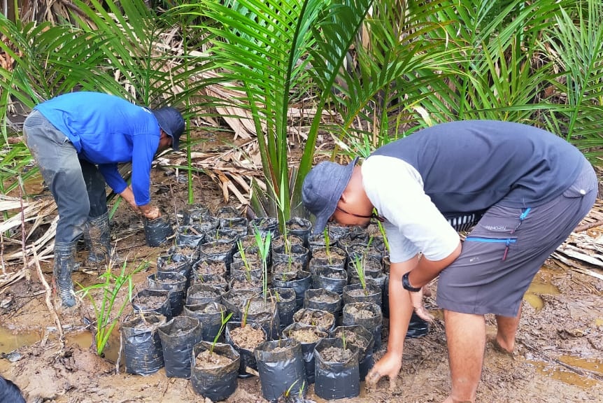 Detail Gambar Pohon Nipah Nomer 36