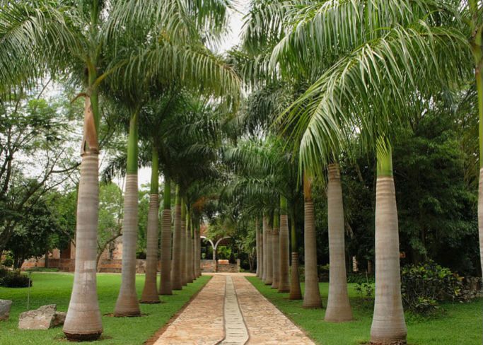Detail Gambar Pohon Palem Nomer 20