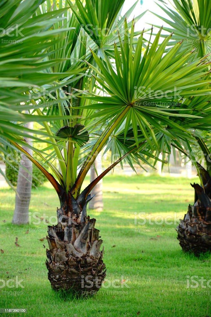 Detail Gambar Pohon Palem Nomer 30