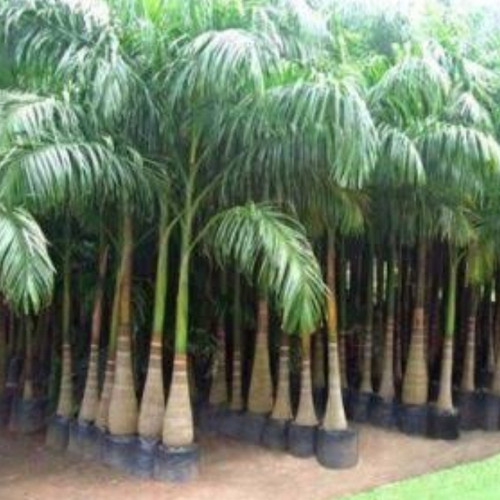 Detail Gambar Pohon Palem Nomer 33