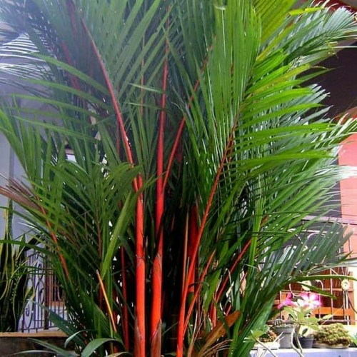 Detail Gambar Pohon Palem Nomer 37