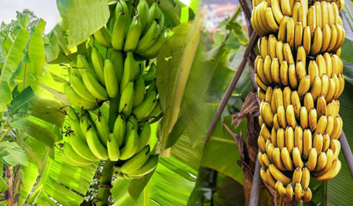 Gambar Pohon Pisang Cavendish - KibrisPDR