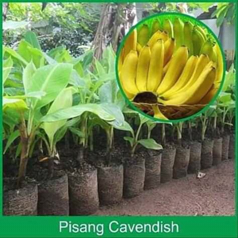 Detail Gambar Pohon Pisang Cavendish Nomer 54