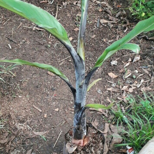 Detail Gambar Pohon Pisang Hitam Putih Nomer 29