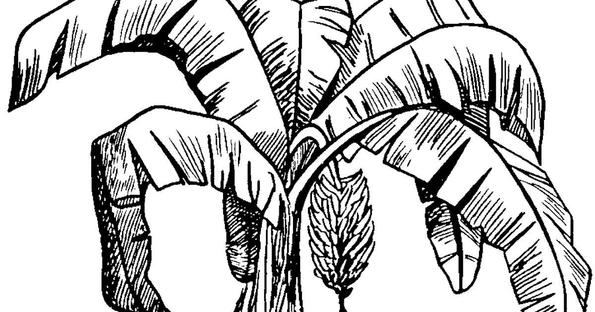 Detail Gambar Pohon Pisang Hitam Putih Nomer 43