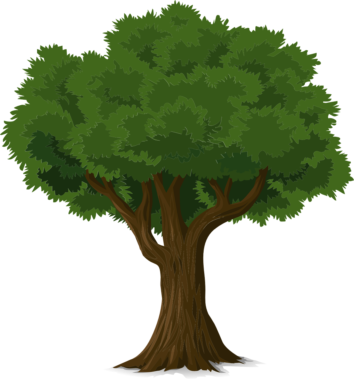 Detail Gambar Pohon Pohon Nomer 16